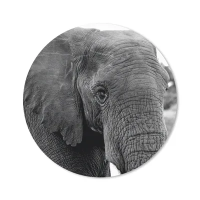 Produktbild von MuchoWow® Mauspad Mousepad Elefant - Tiere - Schwarz - Weiß - Natur 20x20 cm - Mousepads - Maus Mat - Pad - Mausunterlage - Schreibtischmatte
