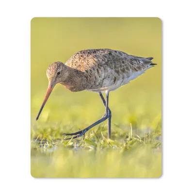 Produktbild von MuchoWow® Mauspad Mousepad Vögel - Gras - Landschaft - Uferschnepfe 30x40 cm - Mousepads - Maus Mat - Pad - Mausunterlage - Mausmatten