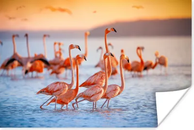 Produktbild von MuchoWow® Poster Flamingo - Tiere - Wasser - Rosa 120x80 cm - Bilder