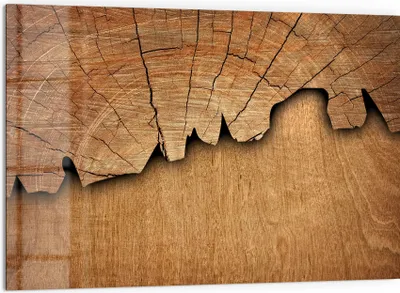 Produktbild von DEQORI Küchenrückwand Glas 60x40 cm 'Baumzeitzeugen' Spritzschutz Bad Rückwand Küche
