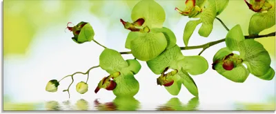 Produktbild von ARTland Glasbild Schöne Orchidee mit grünem Hintergrund Größe: 125x50 cm