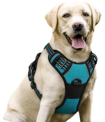 Image de Harnais pour chien anti-traction, réglable, bleu-vert, taille L