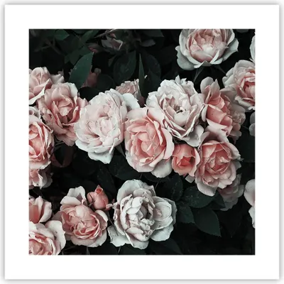 Produktbild von Poster - Poster ohne Rahmen - Rosen Blumen Blätter - 40x40 cm - Wand Bild - Wanddeko - Wandbilder - Kunstposter - Wandposter - Bilder - Kunstdruck - Wanddekoration - Wandbild - P2XAC40x40-4760