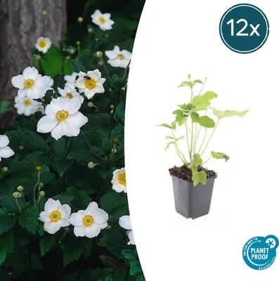 Produktbild von Zierstaude - Herbst-Anemone - Anemone hupehensis 'Honorine Jobert' - 9cm Topf - Set mit 12 Pflanzen