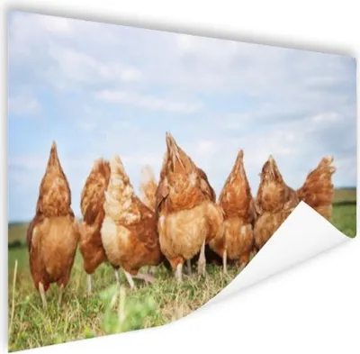 Produktbild von MuchoWow® Poster Hühner auf dem Feld 180x120 cm - Fotoplakat