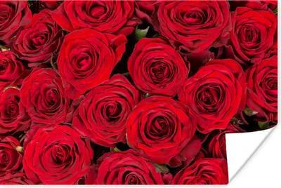 Produktbild von MuchoWow® Poster Rosen - Rot - Blumenstrauß 30x20 cm - Plakate - Print