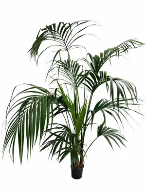 Produktbild von XXL Kentia Palme bis 220 cm – Howea forsteriana Zimmerpalme, große Indoor Palme, Wohnzimmerpalme, pflegeleicht