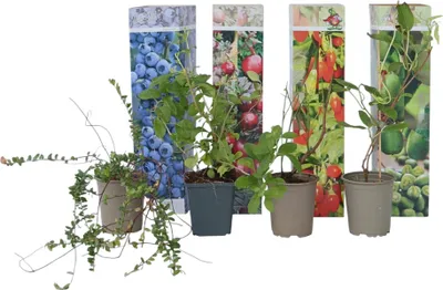 Produktbild von Mischung Obstpflanzen - 4 Stk - Actinidia Vaccinium Lycium - Höhe 25-40cm - ⌀9cm
