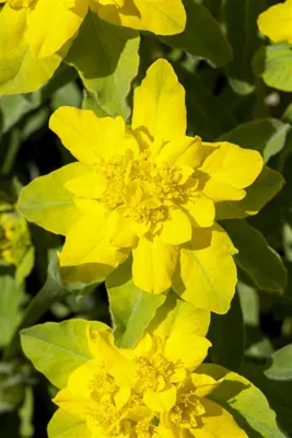 Produktbild von Euphorbia polychroma, Gold-Wolfsmilch, ca. 9x9 cm Topf