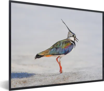 Produktbild von MuchoWow® Gerahmtes Poster Vogel - Tiere - Sand - Kiebitz 80x60 cm - Poster mit Schwarzem Bilderrahmen Wandposter Rahmen Foto Bilder - Schwarzem - Mit Gestell
