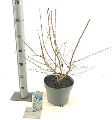 Produktbild von Prunus incisa 'Yamadei' - Zierkirsche | 50-60 cm im Topf