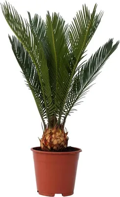 A potted Sago Palm plant against a white background.