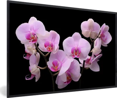 Produktbild von MuchoWow® Gerahmtes Poster Orchidee - Blumen - Rosa - Flora 90x60 cm - Poster mit Schwarzem Bilderrahmen Wandposter Rahmen Foto Bilder - Fotorahmen - Foto-Plakat