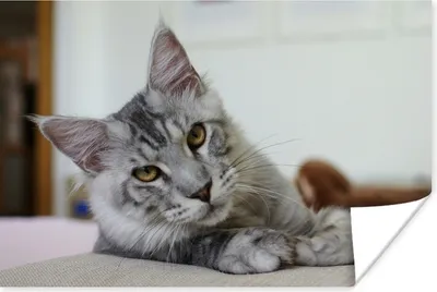Produktbild von MuchoWow® Poster Eine liegende graue Maine Coon Katze 90x60 cm - Schlafzimmer