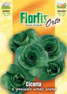 Produktbild von Zichorie A Grumolo Verde Scuro | Zichoriensamen von Flortis