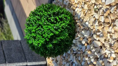 Produktbild von Dekokugel aus Kunststoff mit naturgetreuer detaillierter Blattnachbildung - Buchsbaum - 280 mm - hochwertiger Kunststoff - dichtes Blattwerk