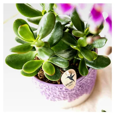 Produktbild von Sukkulente Crassula Ovata - grüne Zimmerpflanze - Ø9cm