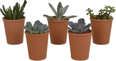 Zdjęcie produktu dla Zestaw 5 sukulentów, srednica 5,5cm - latwy w pielegnacji zestaw roslin do