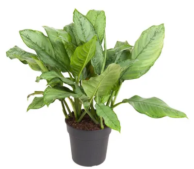 Obrázek produktu pro Aglaonema B.J. Freedman / výška 90-100 cm / šířka cca 80 cm - pavučina - zelená rostlina - pokojová rostlina