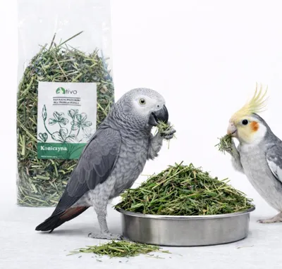 Zdjęcie produktu dla Koniczyna dla papug - naturalny dodatek roślinny | 120 g