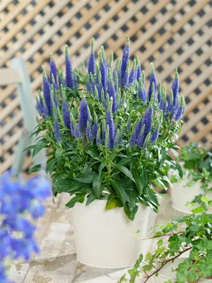 Produktbild von Veronica spicata, Ähriger Ehrenpreis, blau, ca. 9x9 cm Topf