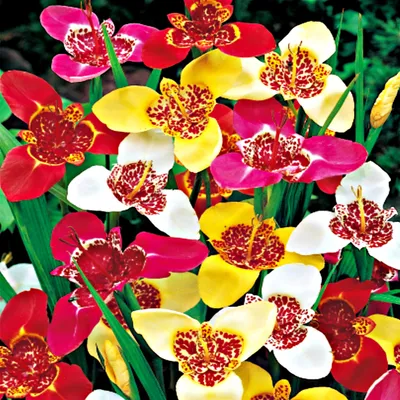 Image de Tigrida Tigridia Pawia Mix 10 bulbes de fleurs tigridia