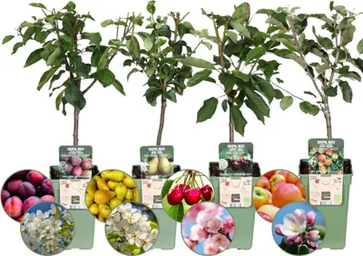 Produktbild von Zestaw 4 ekologicznych drzewek owocowych - jabłko, gruszka, wiśnia i śliwka - Ø20cm - ↕60cm