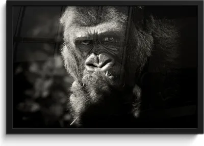 Produktbild von MuchoWow® MuchoWow® Gerahmtes Poster Tierprofil Gorilla in schwarz und weiß 60x40 cm - Poster mit zchwarzem Bilderrahmen - Printing - Wanddeko Schlafzimmer
