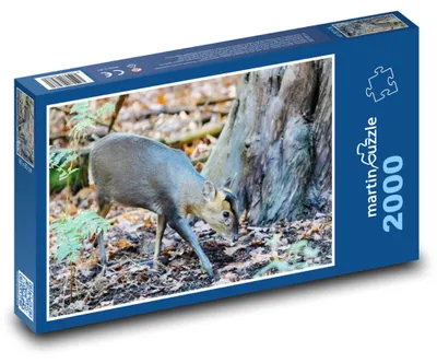 Obrázok produktu pre Puzzle 2000 Muntžak v lese - martinpuzzle
