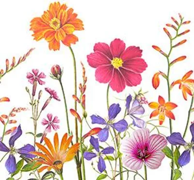 Produktbild von RP 20 Servietten Botanic Garden - Bunte Wildblumenwiese 33x33cm