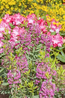 Produktbild von Kalmia angustifolia 'Rubra', Lorbeerrose, rosa Blüten, 30–40 cm