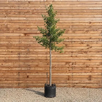Produktbild von Ginkgo biloba Hochstamm Tubifolia 250-300 cm, Stammumfang 12-14 cm