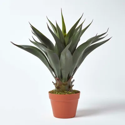 Image de HOMESCAPES Plante artificielle « Century Plant » Agave Americana en pot, 60 cm