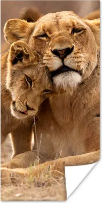 Produktbild von MuchoWow® Poster Löwe - Wilde Tiere - Jungtier 20x40 cm - Plakat - Foto