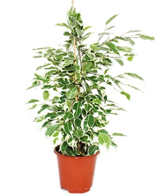 Obrázok produktu pre Ficus benjamini "Twilight", Brezový figovník 14cm
