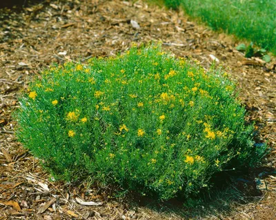 Produktbild von Genista radiata, Ginster, gelb, 20–30 cm