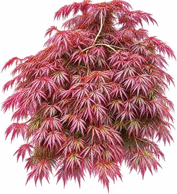 Produktbild von Roter Fächerahorn Acer palmatum Dissectum Garnet Hochstamm 80 - 100 cm Ahorn