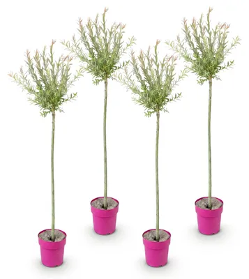 Image de 4x - Salix Flamingo - Ø23cm - ↕140-160cm