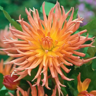 Produktbild von Kaktus-Dahlie Dahlienpflanzen Garten Töpfe Knollen Shining Star 1 St.