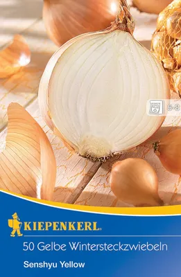 Artikelbild 1 von 'Gelbe Steckzwiebel Senshyu Yellow (50 Stück)'