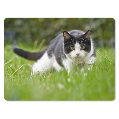 Produktbild von MuchoWow® Mauspad Mousepad Katze - Gras - Schwarz - Weiß - Mädchen - Kinder - Jungen - Kinder 23x19 cm - Mousepads - Maus Mat - Pad - Mausunterlage - Schreibtischunterlage - Mauspad