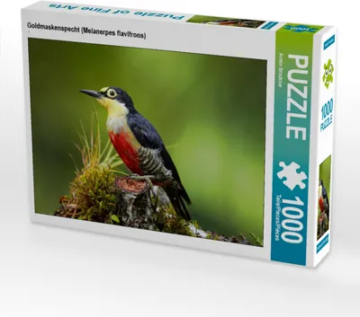 Produktbild von CALVENDO Puzzle Goldmaskenspecht (Melanerpes flavifrons) | 1000 Teile Lege-Größe 64x48cm Foto-Puzzle für glückliche Stunden