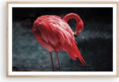 Produktbild von Gerahmtes Poster - Rahmen in heller Eiche - Flamingo Rosa Vogel - 91,5x61 cm - Wand Bild - Wanddeko - Wandbilder - Kunstposter - Wandposter - Bilderrahmen - Bilder - Kunstdruck - P2NAA91x61-4551