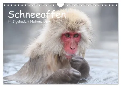 Produktbild von Schneeaffen im Jigokudani Nationalpark (Wandkalender 2027 DIN A4 quer), CALVENDO Monatskalender