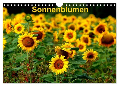 Produktbild von Sonnenblumen (Wandkalender 2027 DIN A4 quer), CALVENDO Monatskalender