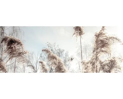 Produktbild von Glasbild In The Breeze I 80x30 cm