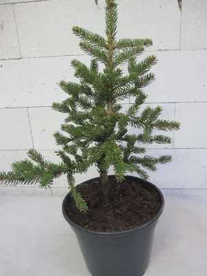Produktbild von Picea polita - Tigerschwanz Fichte 30-40