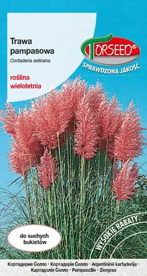 Zdjęcie produktu dla Nasiona trawy pampasowej różowe 0,1g - Torseed