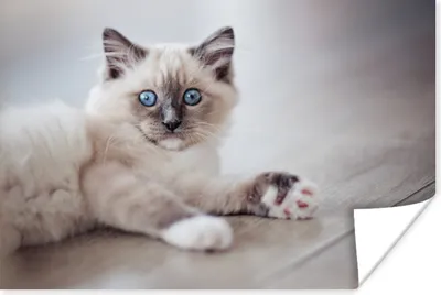 Produktbild von MuchoWow® Poster Ein Ragdoll-Kätzchen liegt auf dem Boden 60x40 cm - Schlafzimmerdekoration