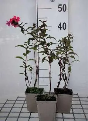 Obrázok produktu pre 6 x Phlox (p) 'Starfire' - plamienok - kvetináč 9 x 9 cm